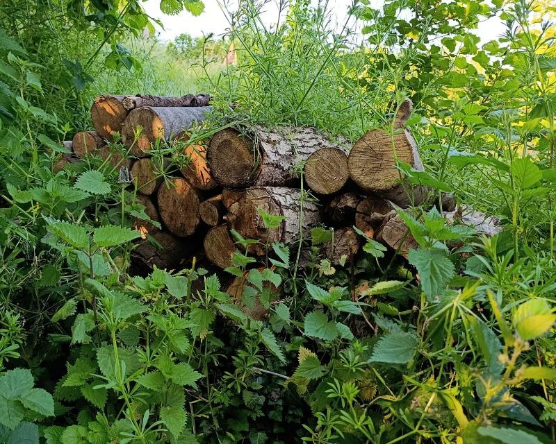Accueil de la faune
